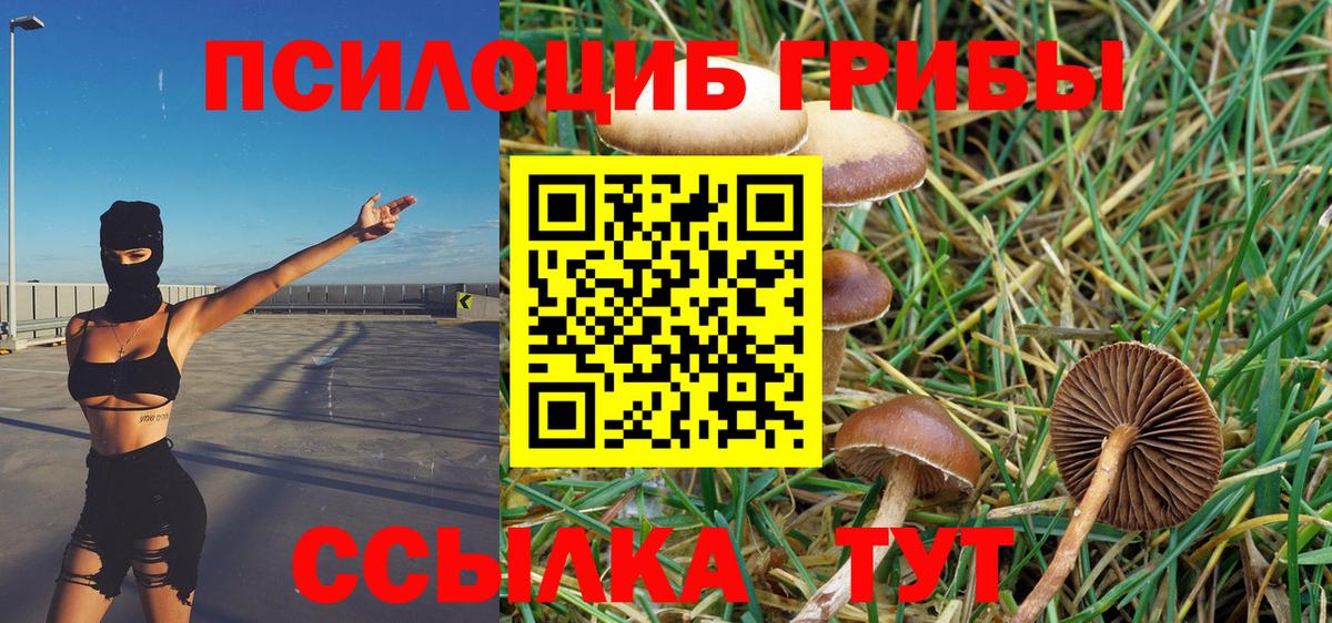 Галлюциногенные грибы Psilocybe Холмск